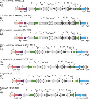 Comparative Genomics Identifies a Novel Conserved Protein, HpaT, in Proteobacterial Type III Secretion Systems that Do Not Possess the Putative Translocon Protein HrpF